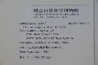 密生莢迷藏品圖，第2張