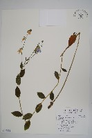 雲南沙參藏品圖，第1張