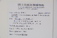 雲南沙參藏品圖，第2張