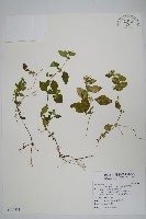 華九頭獅子草藏品圖，第1張