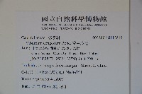 密生莢迷藏品圖，第2張