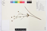 登錄號:S115816藏品圖，第1張