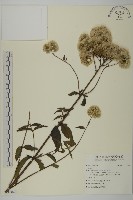 登錄號:S115820藏品圖，第1張