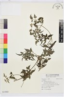 登錄號:S115824藏品圖，第1張