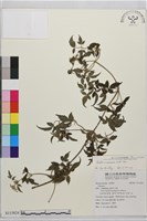 登錄號:S115824藏品圖，第2張