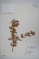 粉葉小檗藏品圖，第1張