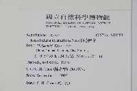 橢苞爵床藏品圖，第2張