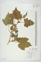 蒼耳、羊帶來藏品圖，第1張