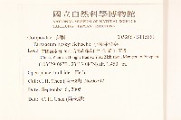 小果蒲公英藏品圖，第2張