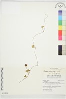 登錄號:S115856藏品圖，第1張