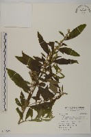 登錄號:S115874藏品圖，第1張