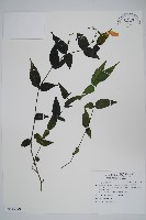 登錄號:S115879藏品圖，第1張