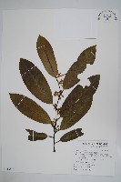 小萼瓜馥木藏品圖，第1張