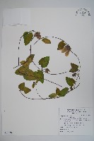 雞蛋參藏品圖，第1張