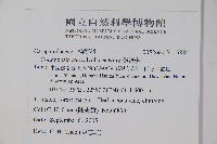 雞蛋參藏品圖，第2張