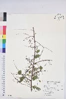 登錄號:S115889藏品圖，第1張