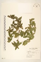 豨薟藏品圖，第1張