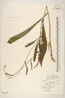 南苦苣菜藏品圖，第1張