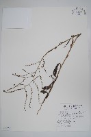 中國勿忘草藏品圖，第1張