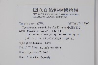 中國勿忘草藏品圖，第2張