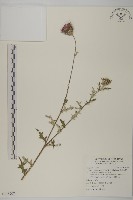 賽里木薊藏品圖，第1張