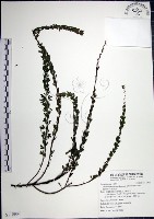 鐵掃帚、千里光藏品圖，第1張