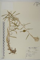 登錄號:S115911藏品圖，第1張