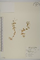 登錄號:S115912藏品圖，第1張