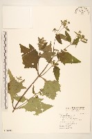 豨薟藏品圖，第1張