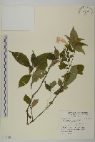 臺灣馬蘭藏品圖，第1張