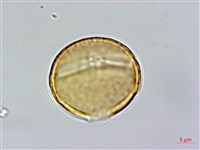 臺灣金絲桃藏品圖，第2張