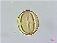 臺灣金絲桃藏品圖，第3張