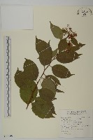 雷公藤藏品圖，第1張