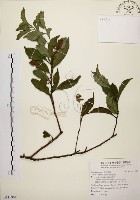 鼠刺藏品圖，第1張