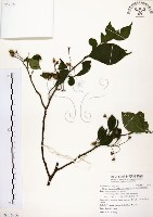 烏皮九芎、奮起湖野茉莉藏品圖，第1張