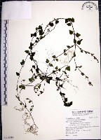 倒地蜈蚣藏品圖，第1張