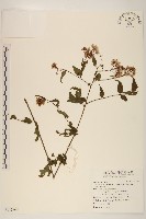 田代氏澤蘭藏品圖，第1張