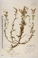 裏白鼠麴草藏品圖，第1張