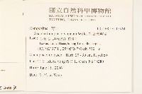 裏白鼠麴草藏品圖，第2張