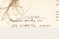 裏白鼠麴草藏品圖，第3張