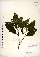 水金京藏品圖，第1張