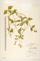 貓腥草藏品圖，第1張