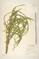 鵝仔草藏品圖，第2張