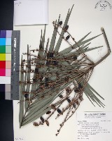 台灣海棗藏品圖，第1張