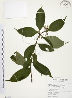 毛玉葉金花藏品圖，第1張