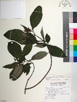 台北玉葉金花藏品圖，第1張