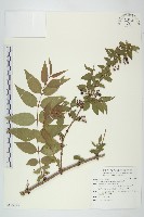 臺灣馬桑藏品圖，第1張