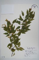 阿里山千金榆藏品圖，第1張