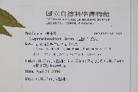 阿里山千金榆藏品圖，第2張