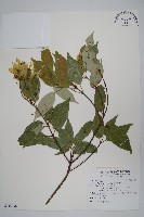 樟葉槭, 飛蛾子樹藏品圖，第1張